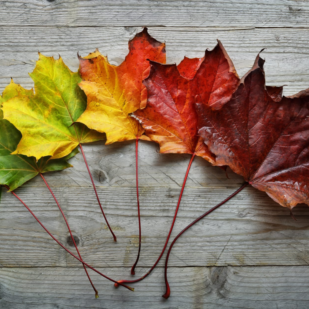 Autumn Style Update Offer